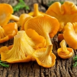 Salata sa prženim lisičarkama: kako kuhati, recepti